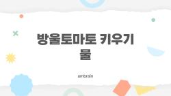 방울토마토 키우기 물, 이렇게 주면 과습도 부족도 없는 이유