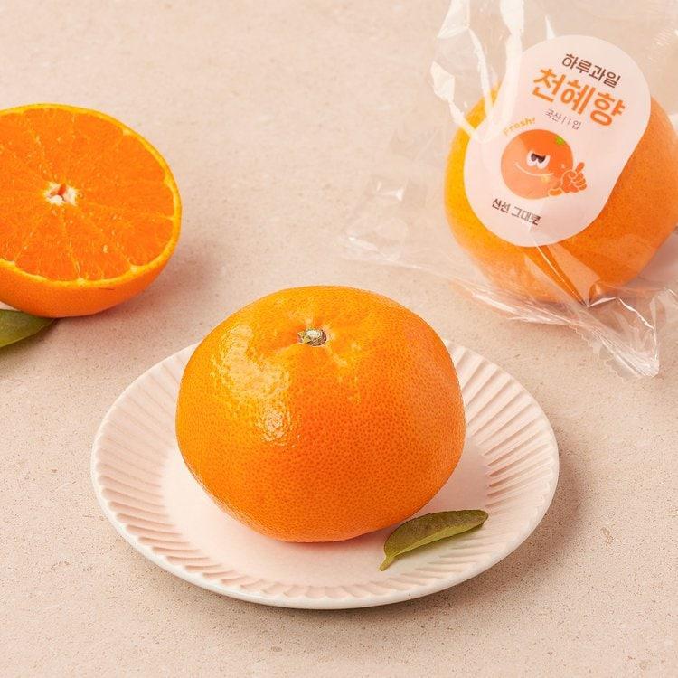 천혜향 귤 보관법, 상하지 않고 한 달 먹는 충격 꿀팁 대공개