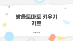 방울토마토 키우기 키트, 3000원에 집에서 수확 폭발?
