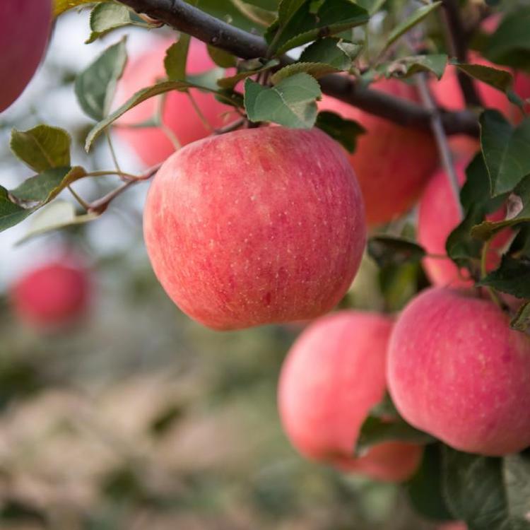 대림원예종묘 사과나무