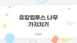 유칼립투스 나무 가지치기 왜 잎마름? 나처럼 살려낸 비밀법