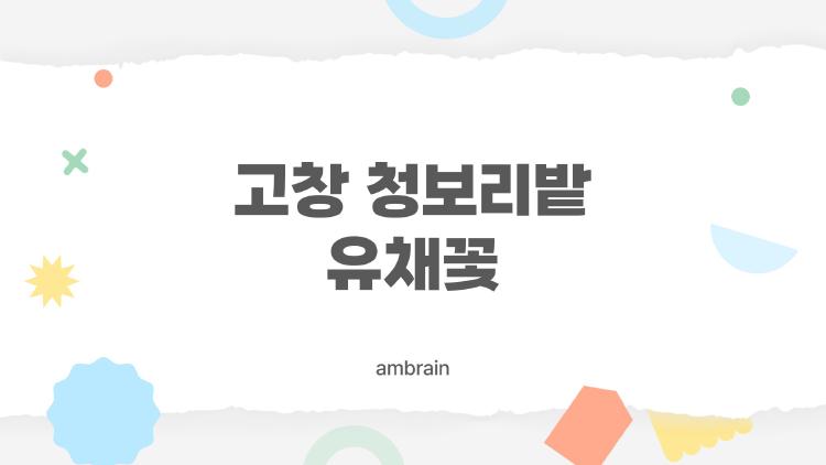 고창 청보리밭 유채꽃