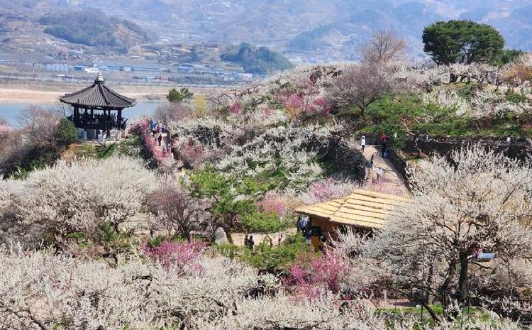 광양 매화마을 주소, 주말 10만 명 인파 속 생존기!