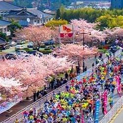 경주벚꽃마라톤 2026, 접수 폭주 피하는 비밀 타이밍?