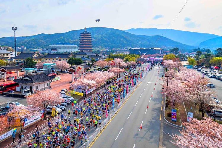경주벚꽃마라톤