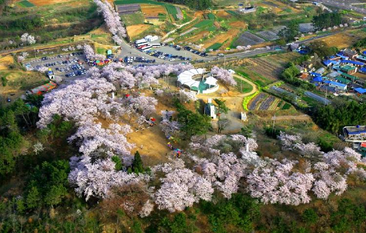 하동 벚꽃축제