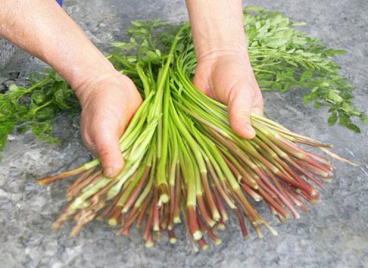 미나리 효능 신장, 칼륨 과다로 신장 망가질 수도? 2026 충격 진실