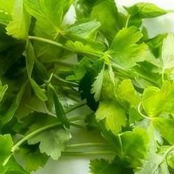 미나리 효능 먹는법, 숙취 날리는 2026 신상 레시피 대공개