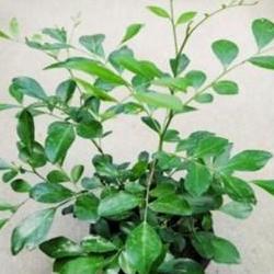 오렌지자스민 키우기 난이도, 초보자도 1개월 만에 꽃 피운 비밀