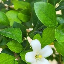 오렌지자스민 키우기 겨울, 잎 떨어지면 끝장? 살아나게 하는 비밀