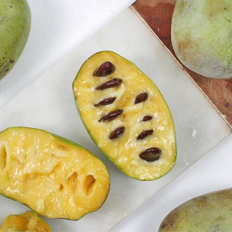 포포나무열매재배방법, 13년 실패 끝에 터진 대박 비밀