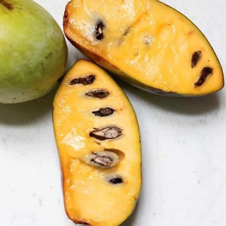 포포나무 열매 맛, 왜 2026년에 다들 미쳐?