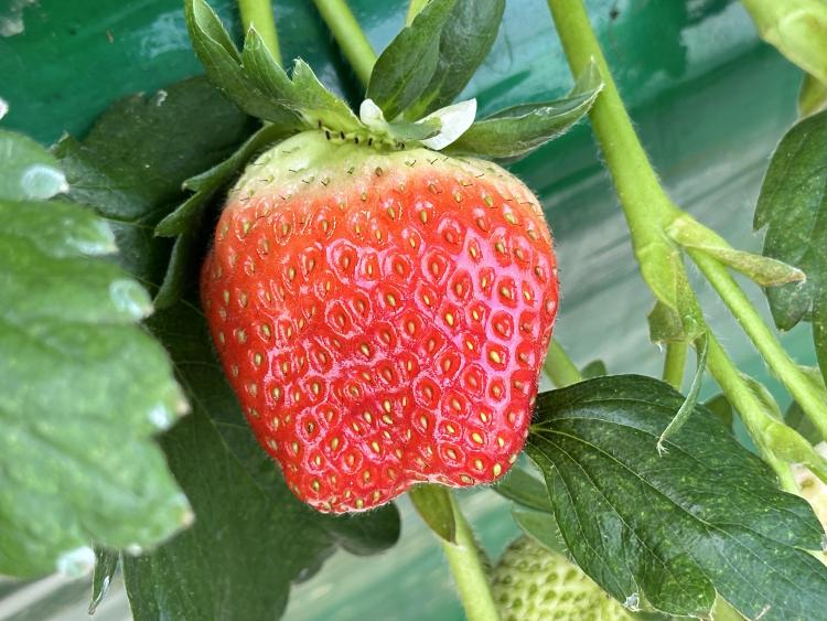 딸기체험 농장 추천, 주말 300명 줄선 그곳 후기 폭발