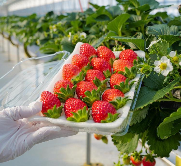 딸기체험 시기 언제가 진짜 맛집? 아이 울음 그친 농장들