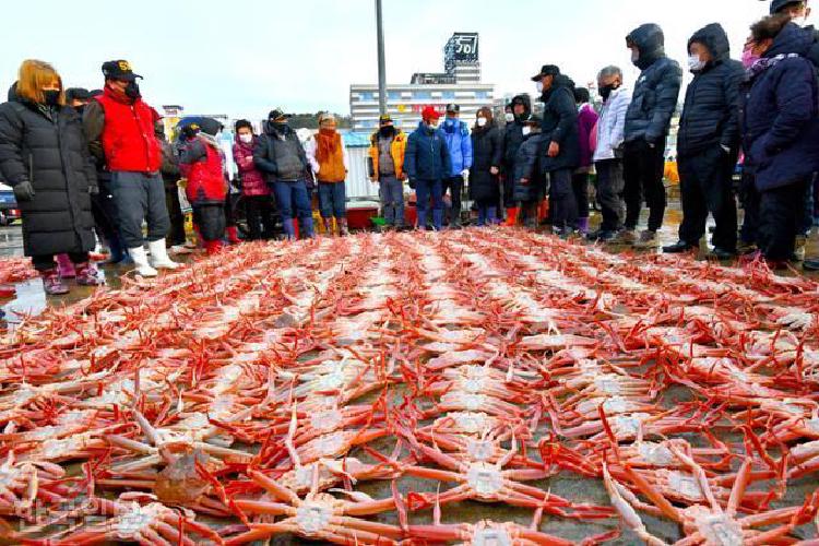 울진대게축제 대게가격, 16만원 찍고 포기한 사람들 많아요
