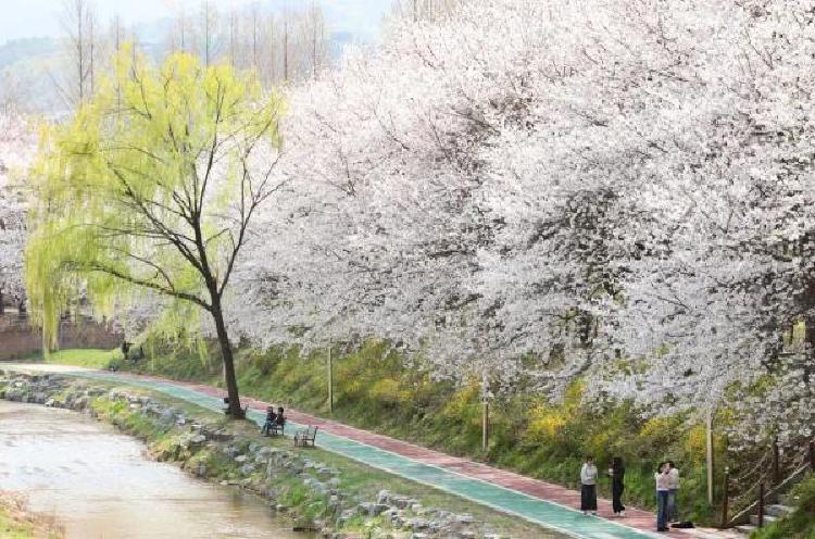 여의도 벚꽃축제 기본정보, 평일 아침 가면 인파 제로?